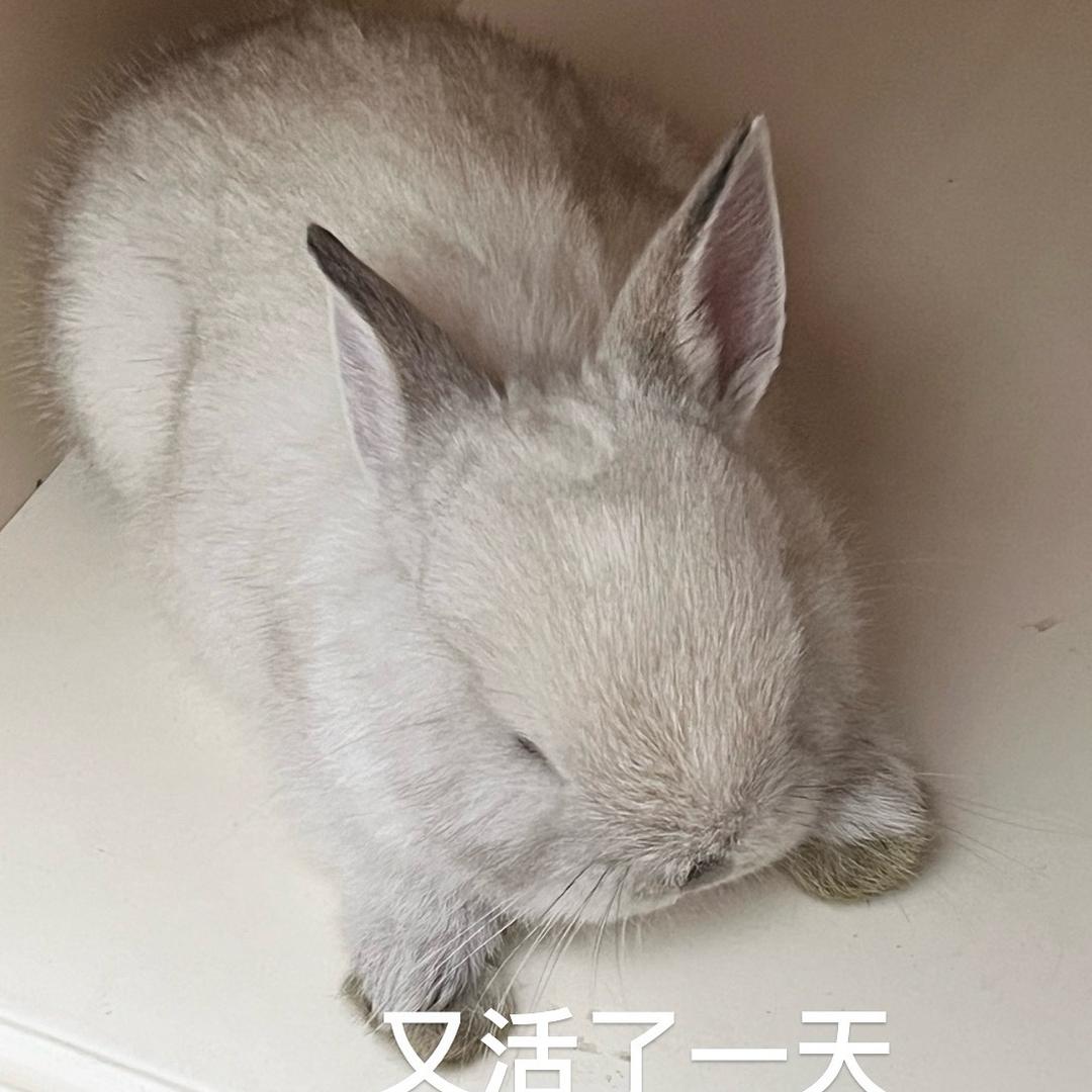 兔子稍息