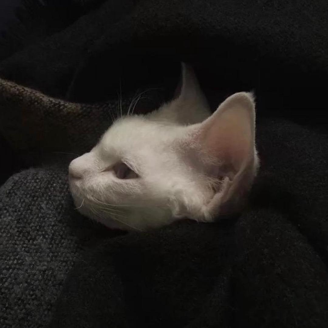 李兴鹏