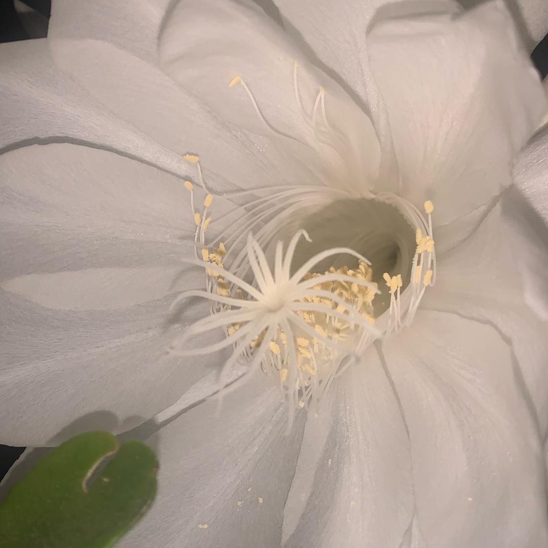 花开富贵花