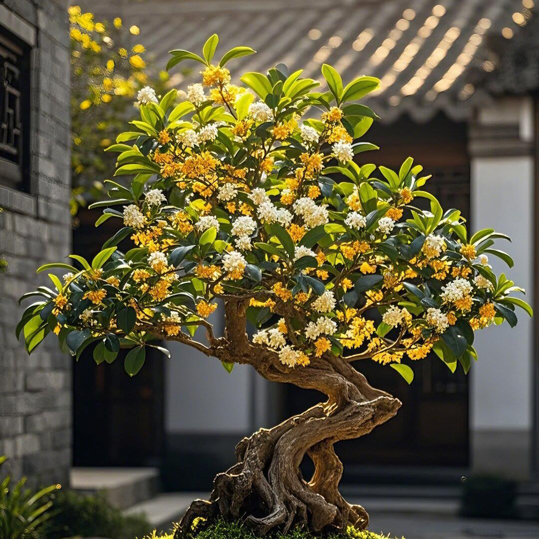 花香飘雅