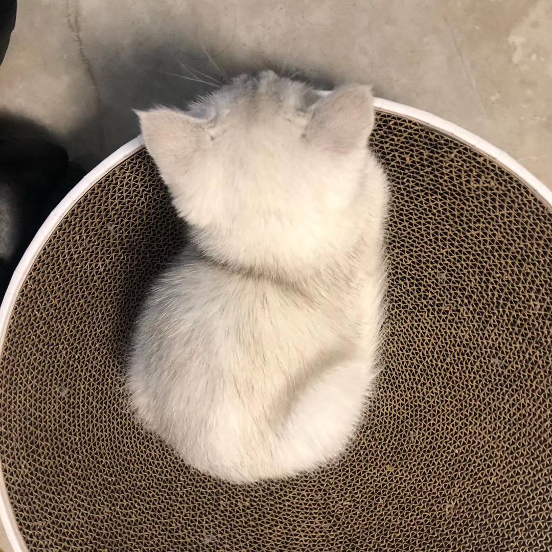 猫的抖音