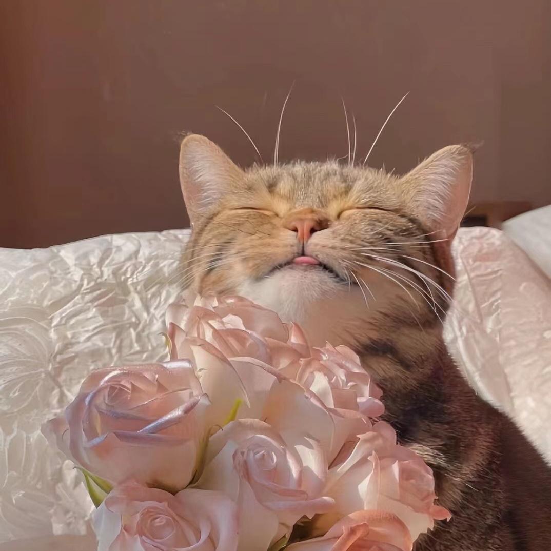 沐芳的沐