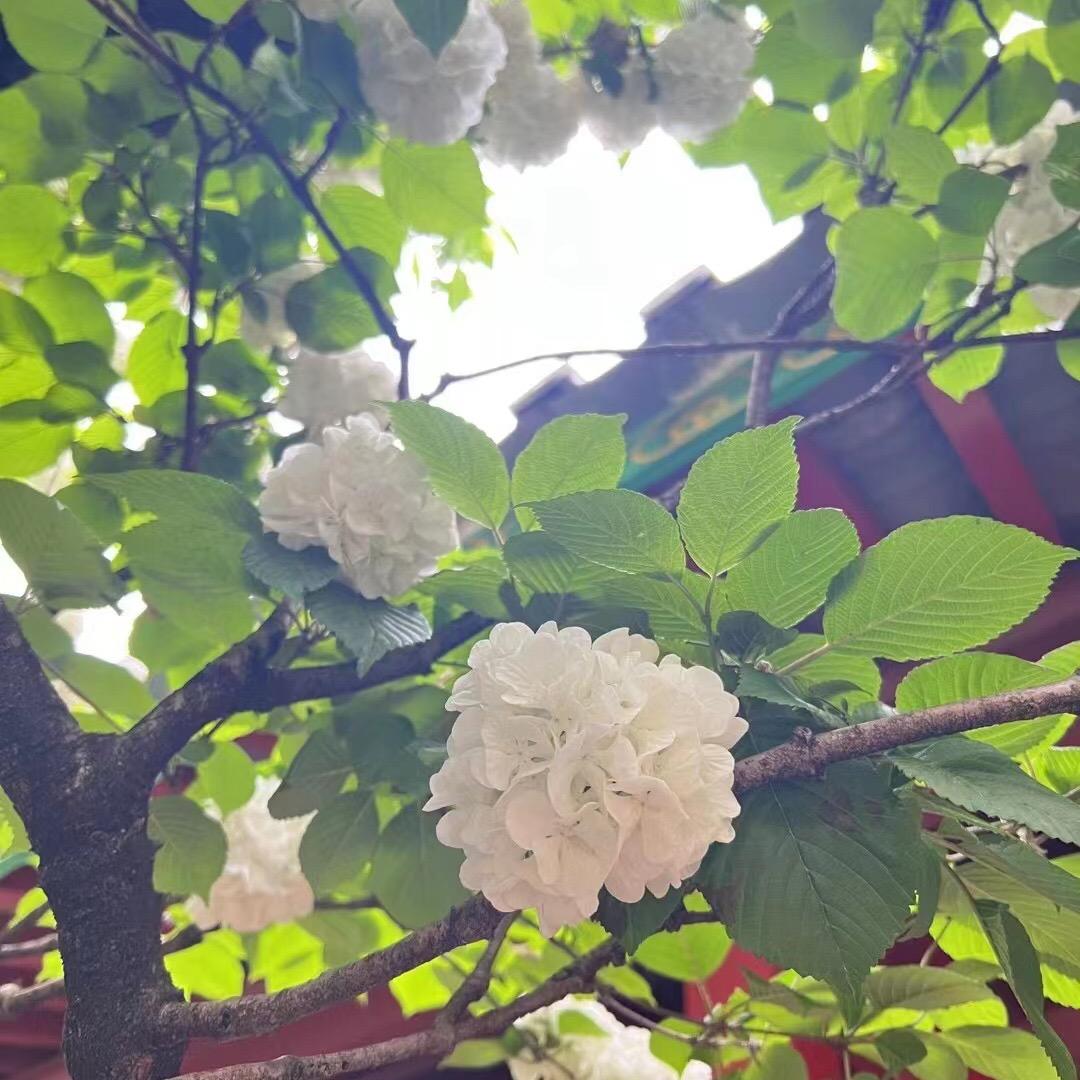悠玲