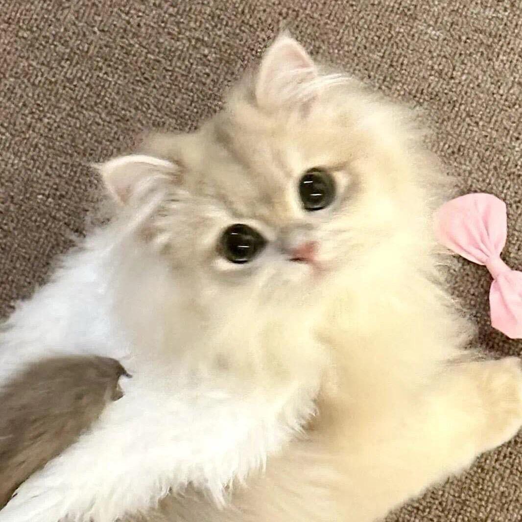 莓莓泡芙卷