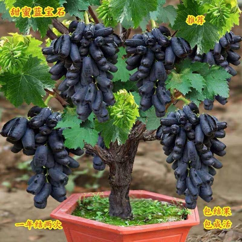平邑沂蒙苗木经营店