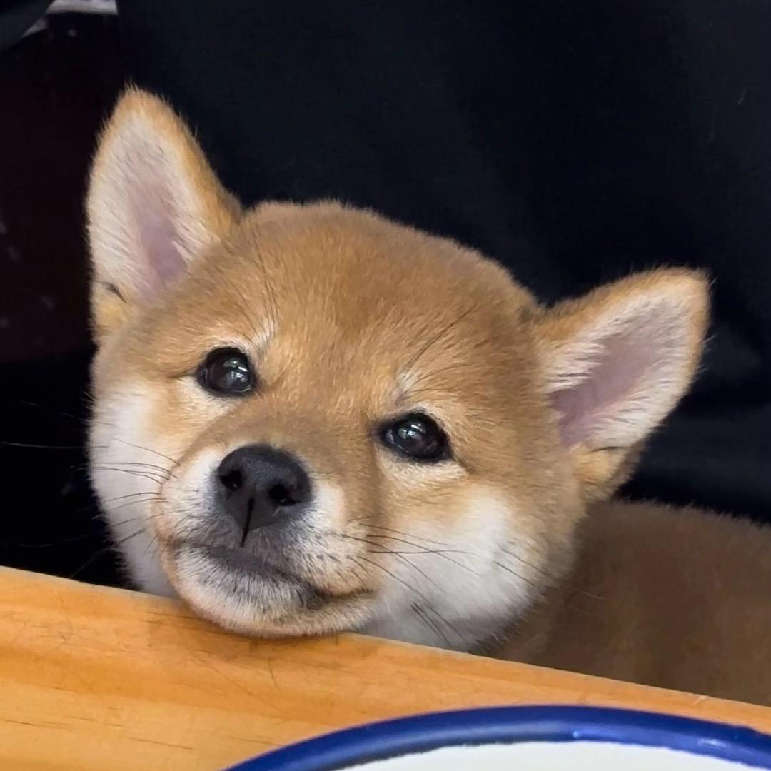 肉松是个小柴犬