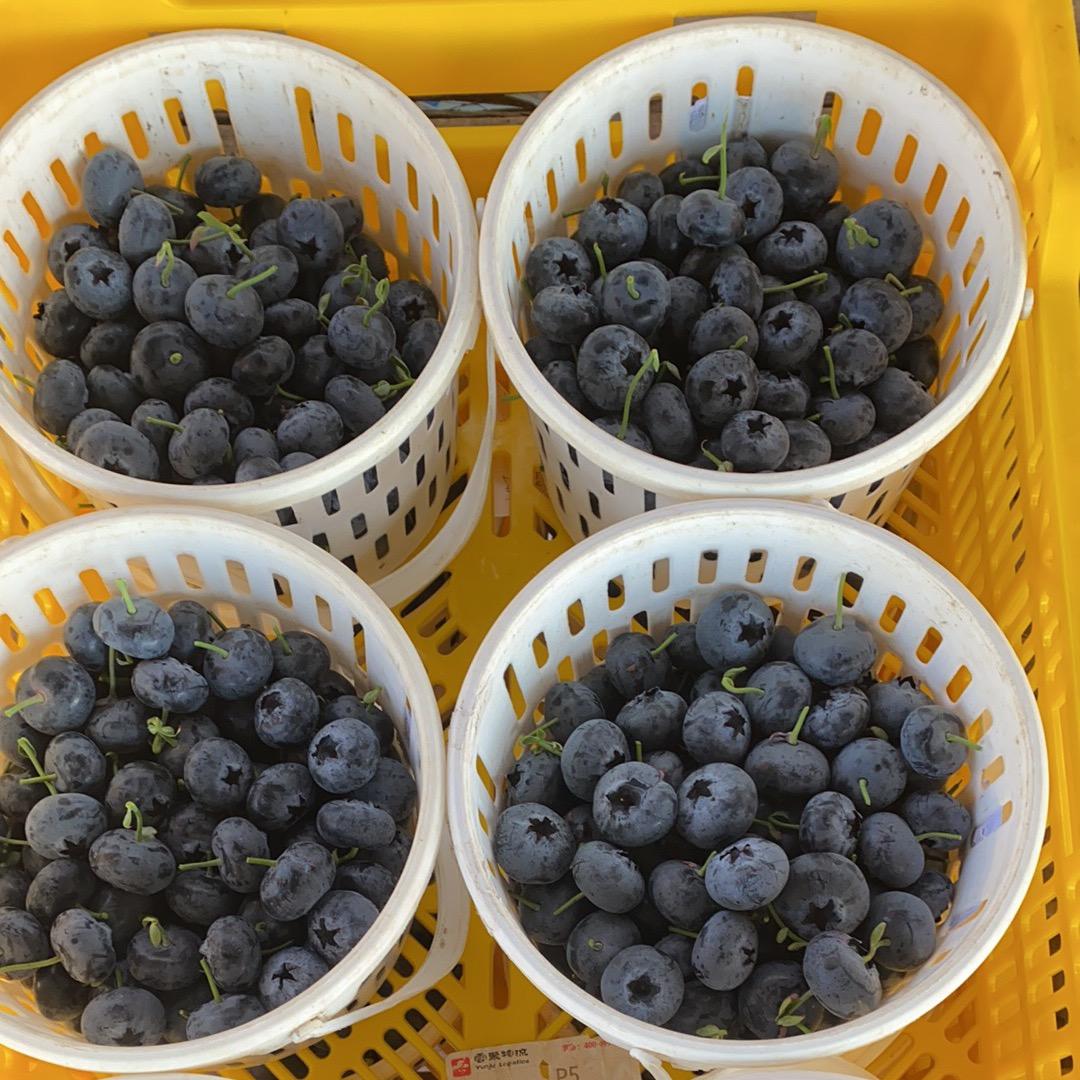 蓝莓