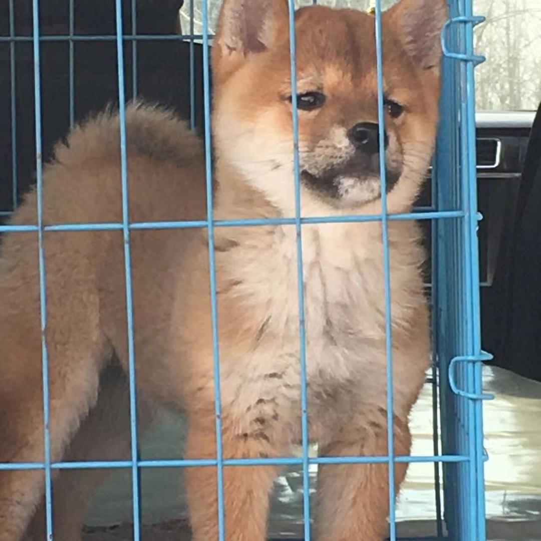 3合肥谢大叔犬舍