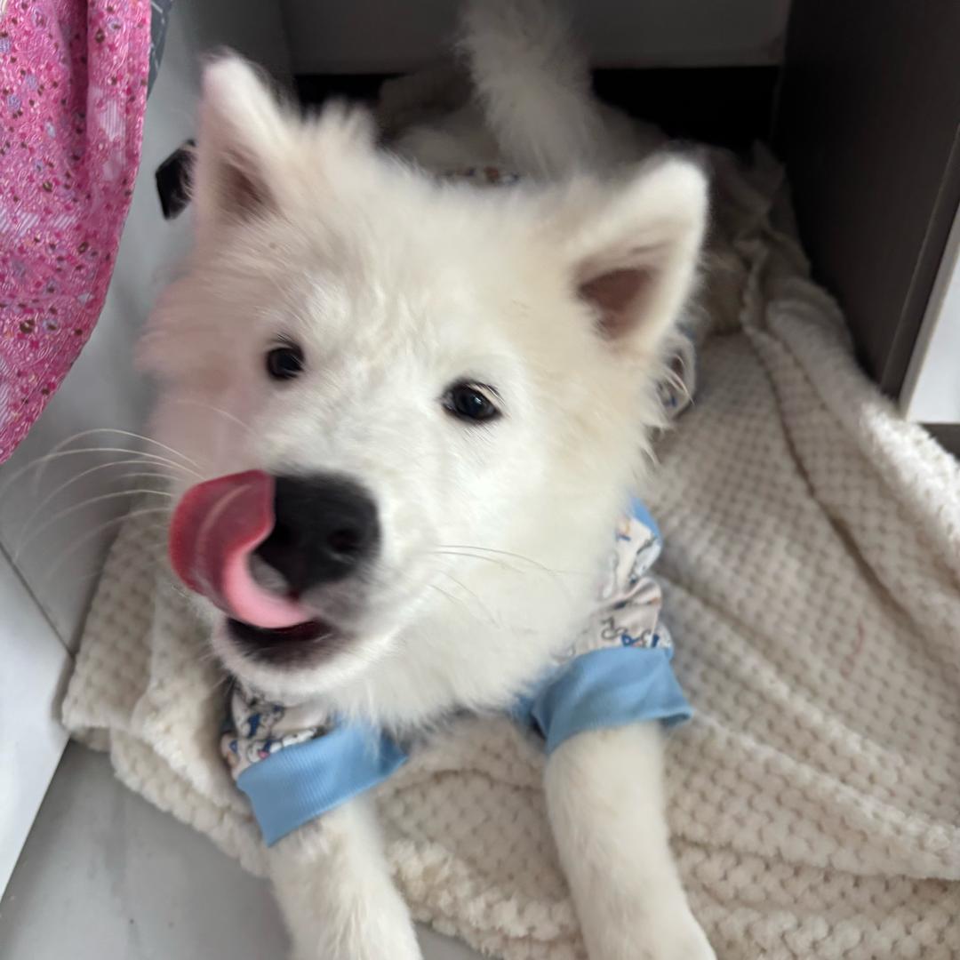 骂你算抗日了