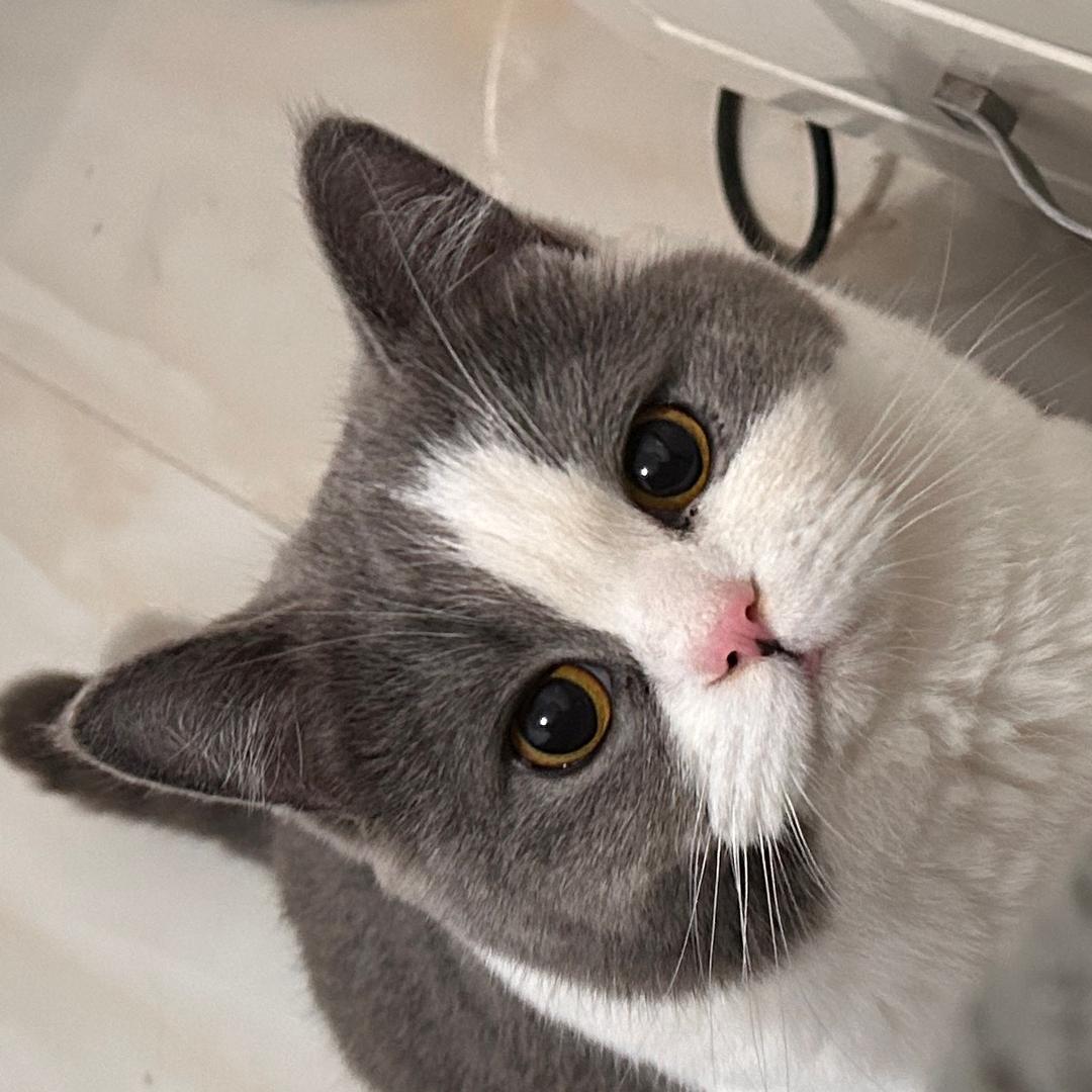 小猫的小猫