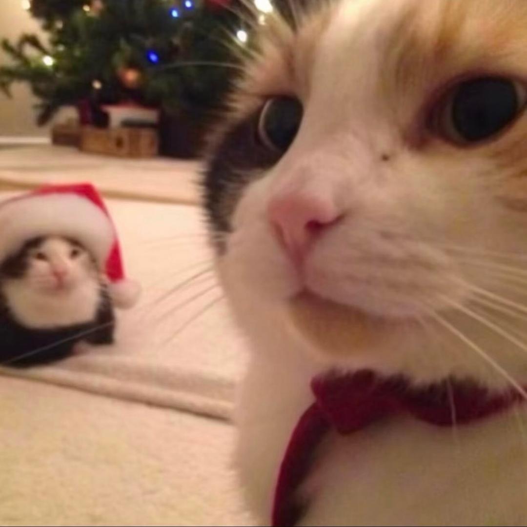 卡特曼.（浣熊侠版）