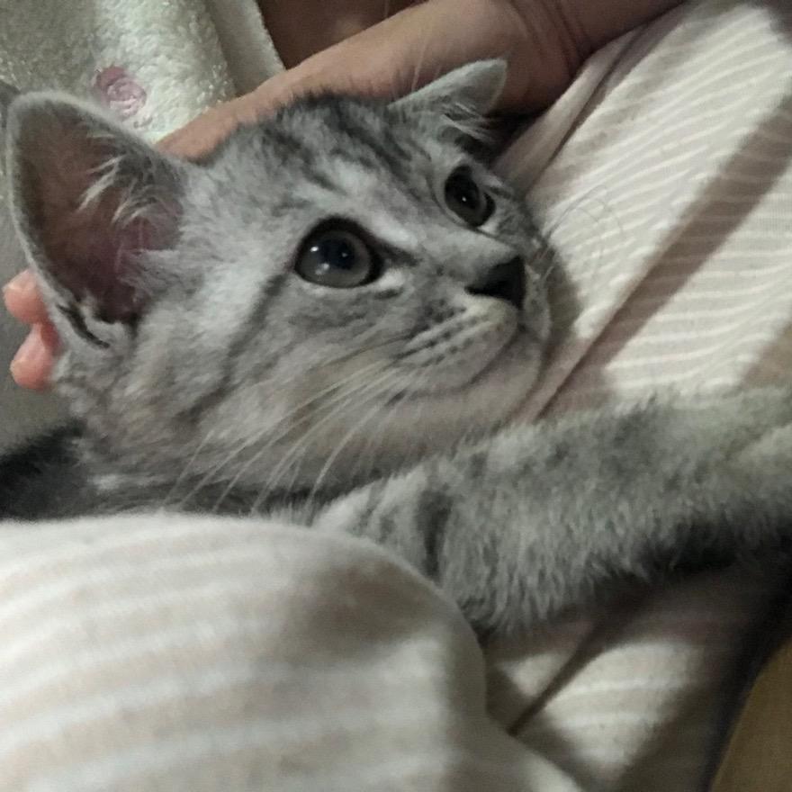 蟑螂恶霸(三角洲)