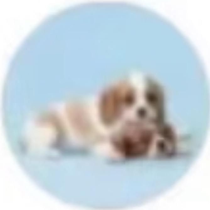 安沁