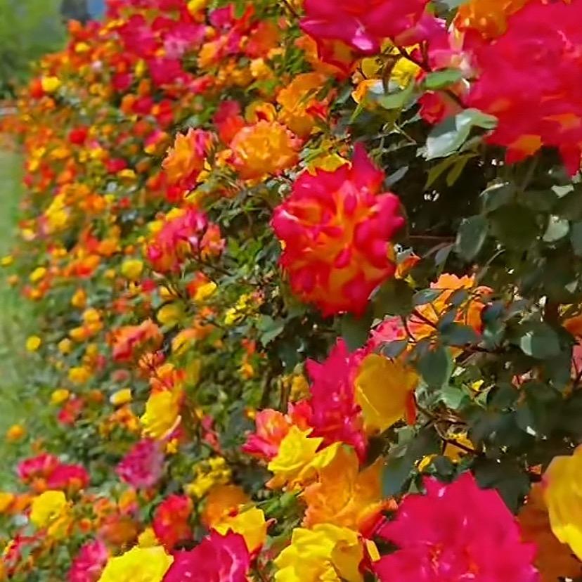 花·海