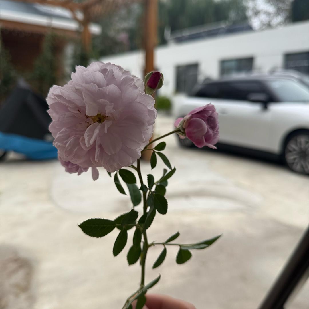 蓝莲花