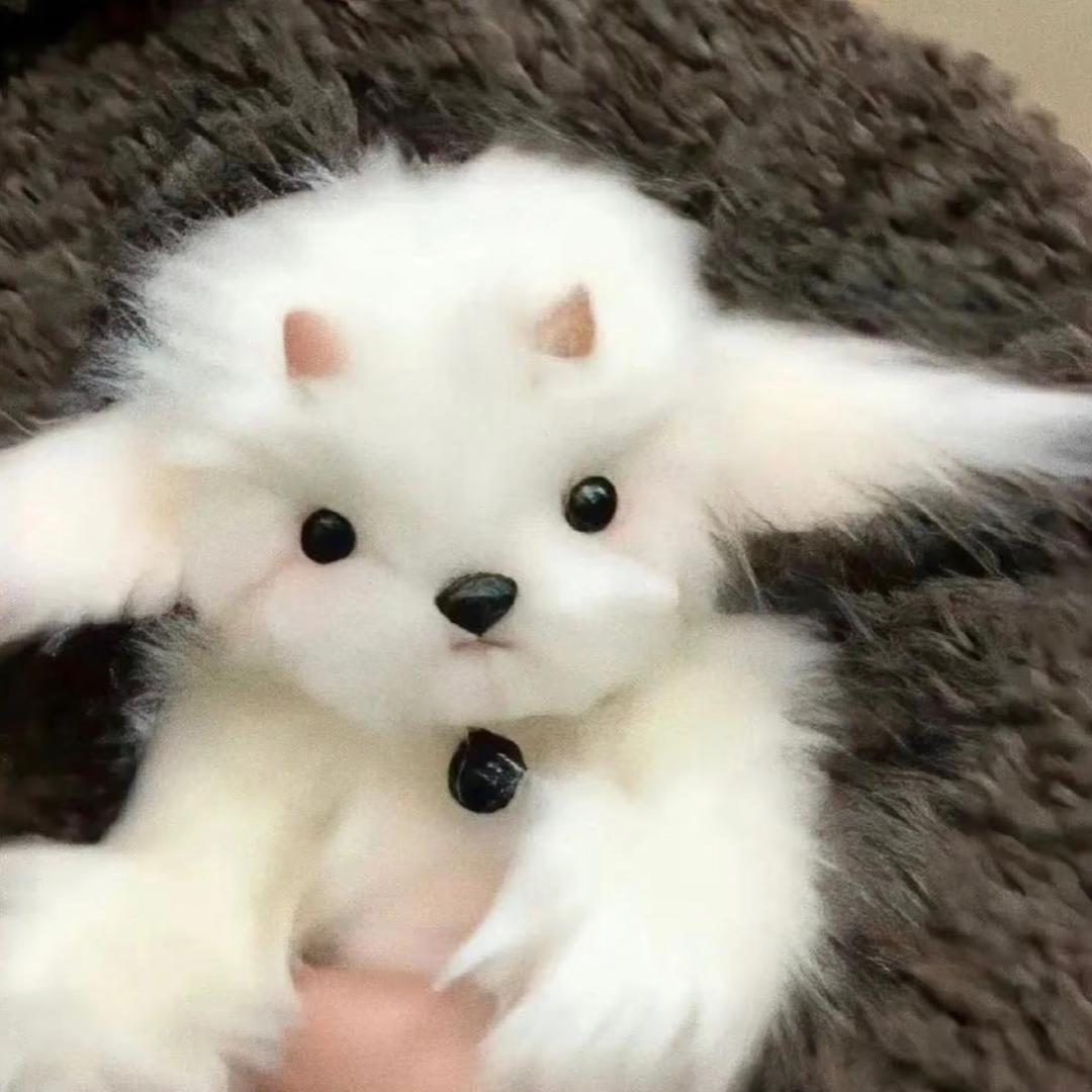 小洋