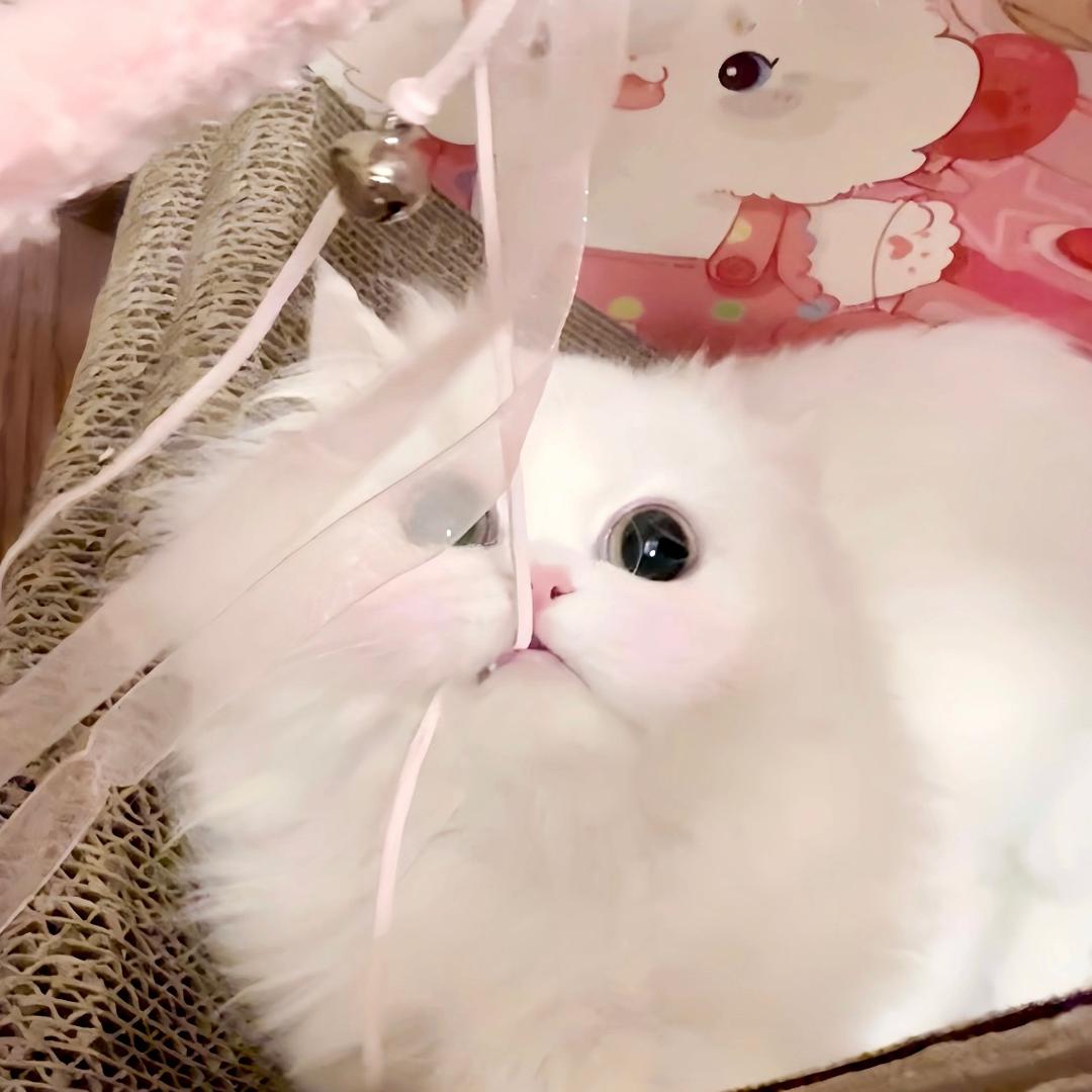 ˖ ꒰͡ ͜ L ͜ ͡꒱ ⁺