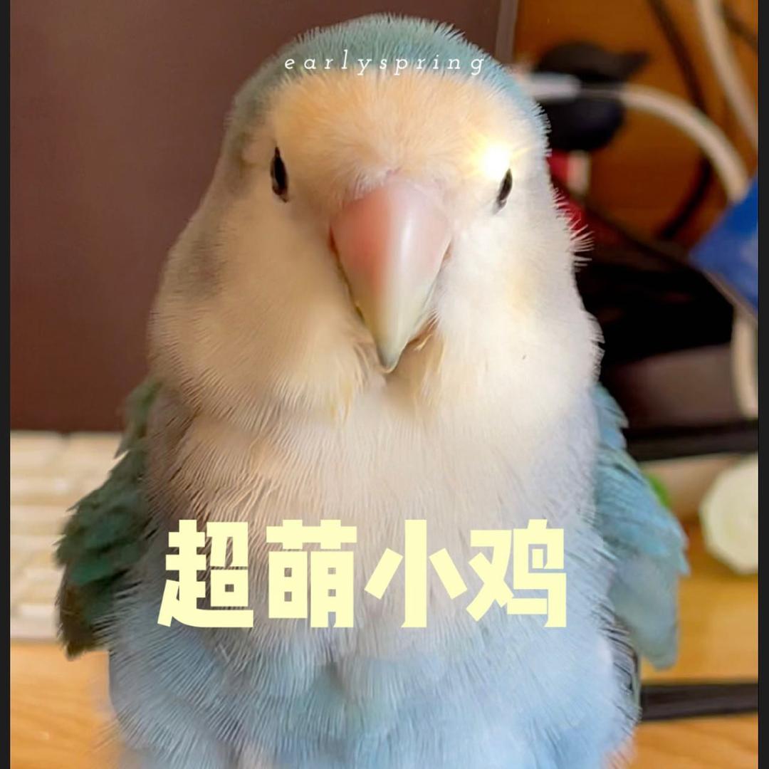 小鹦鹉蓝莓