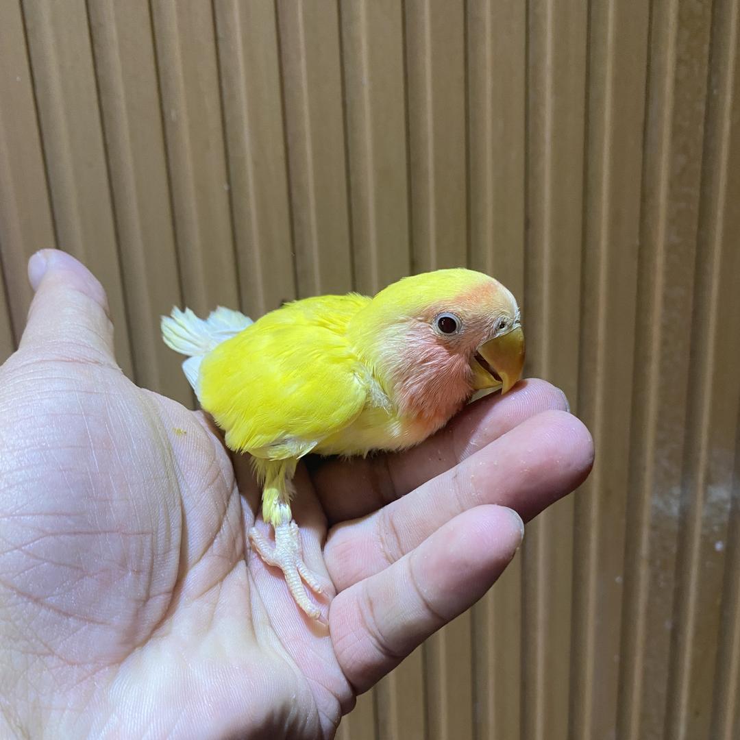 新疆福仔宠物精选铺子