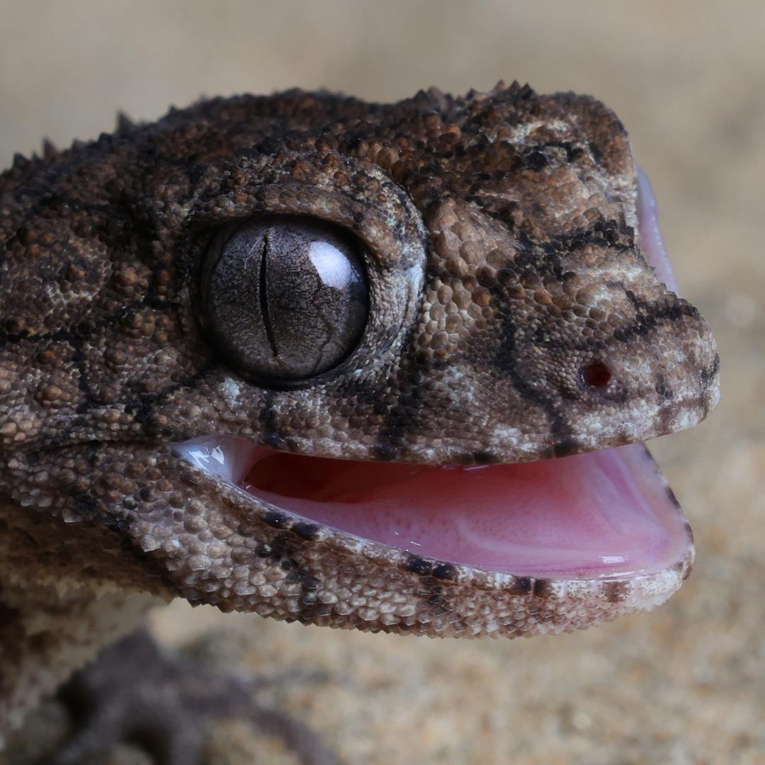 龙傲天你卡子哥