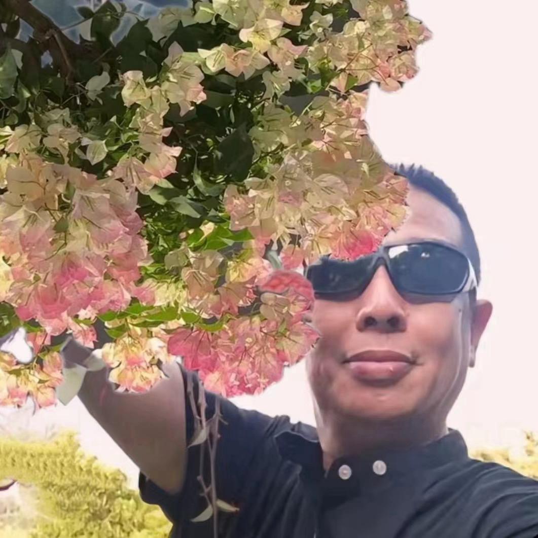 千楹三角梅