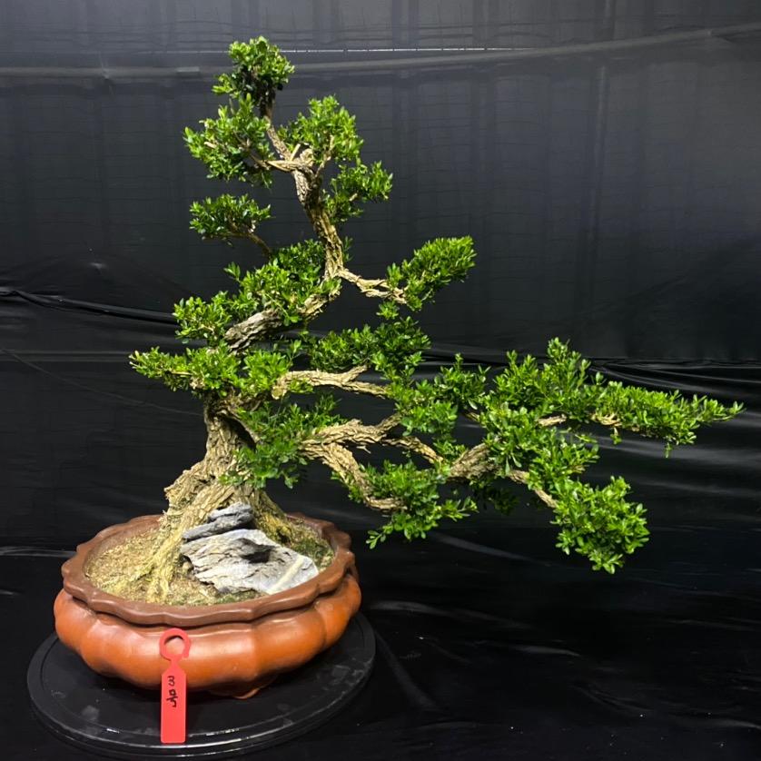 鸿星园林有限公司