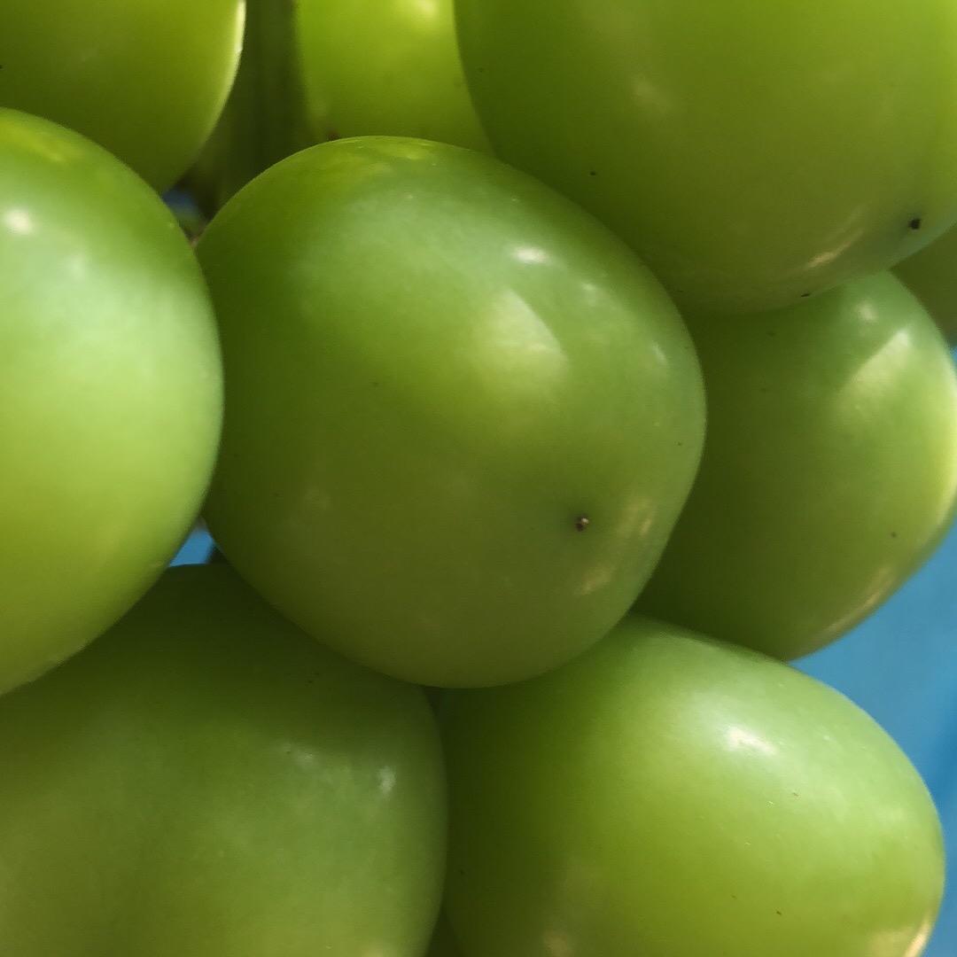 老魏葡萄园张姐