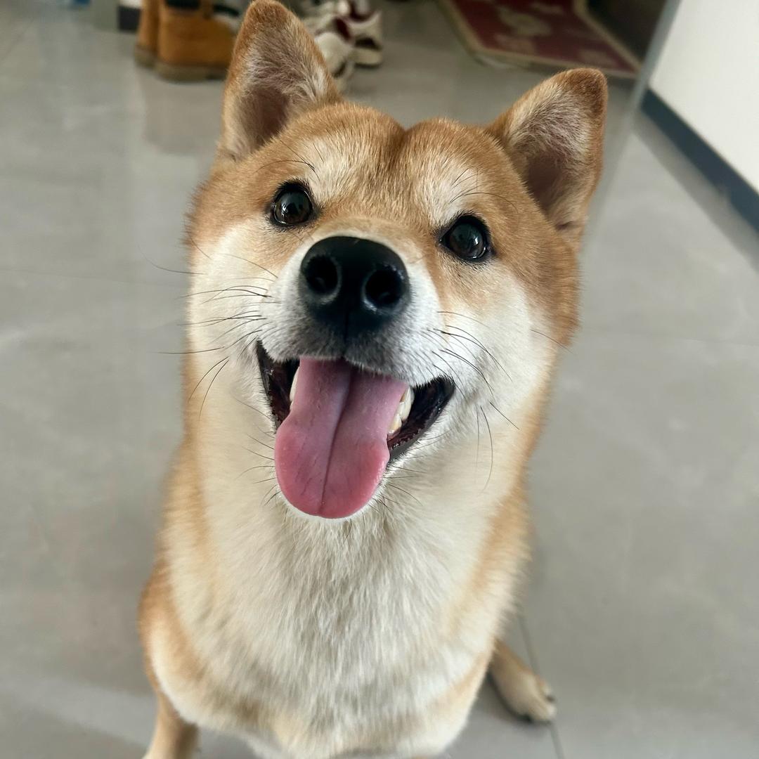 家有八嘎叫米饭🐕