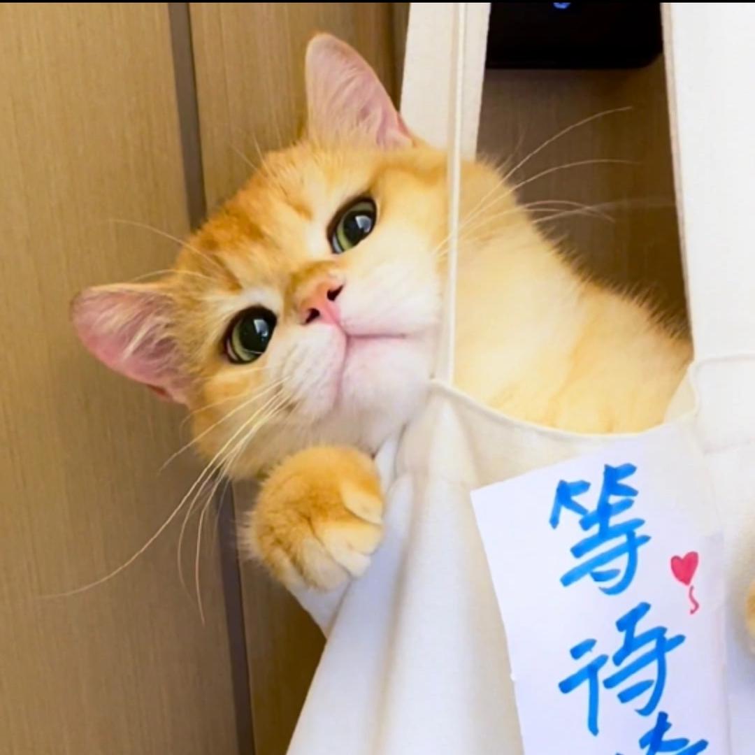 团团崽