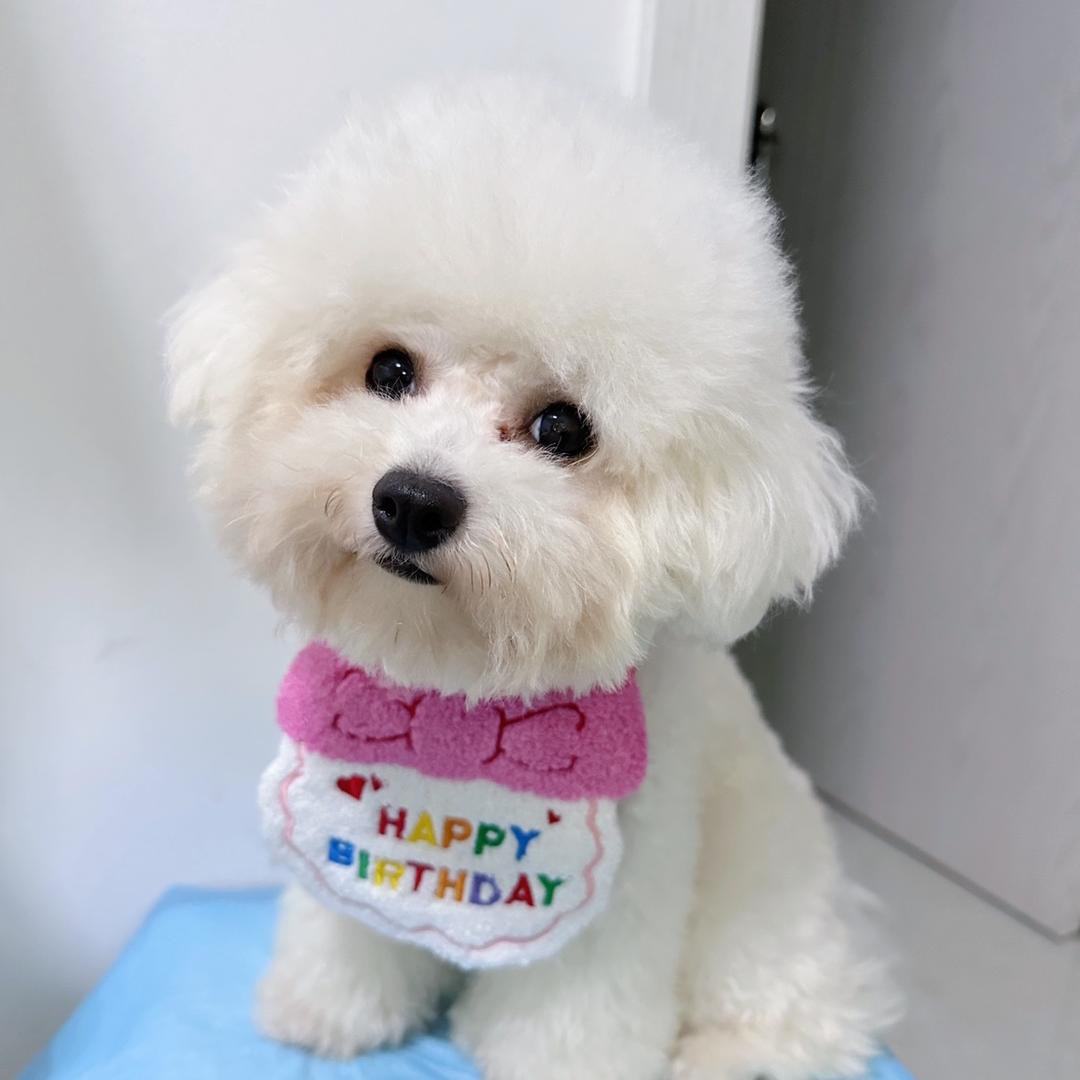 橙子比熊叫锅巴