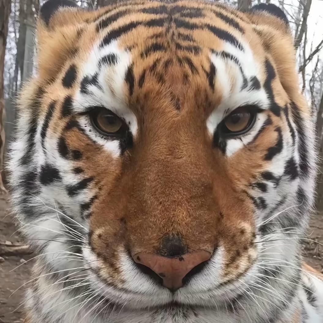 金发妹