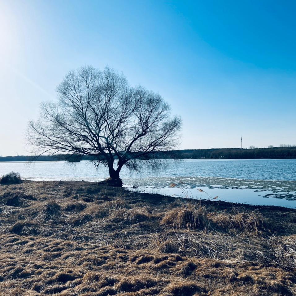 实淡泊而寡欲兮