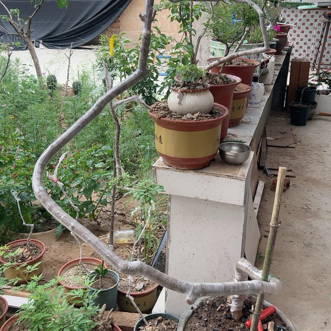 荆上添花