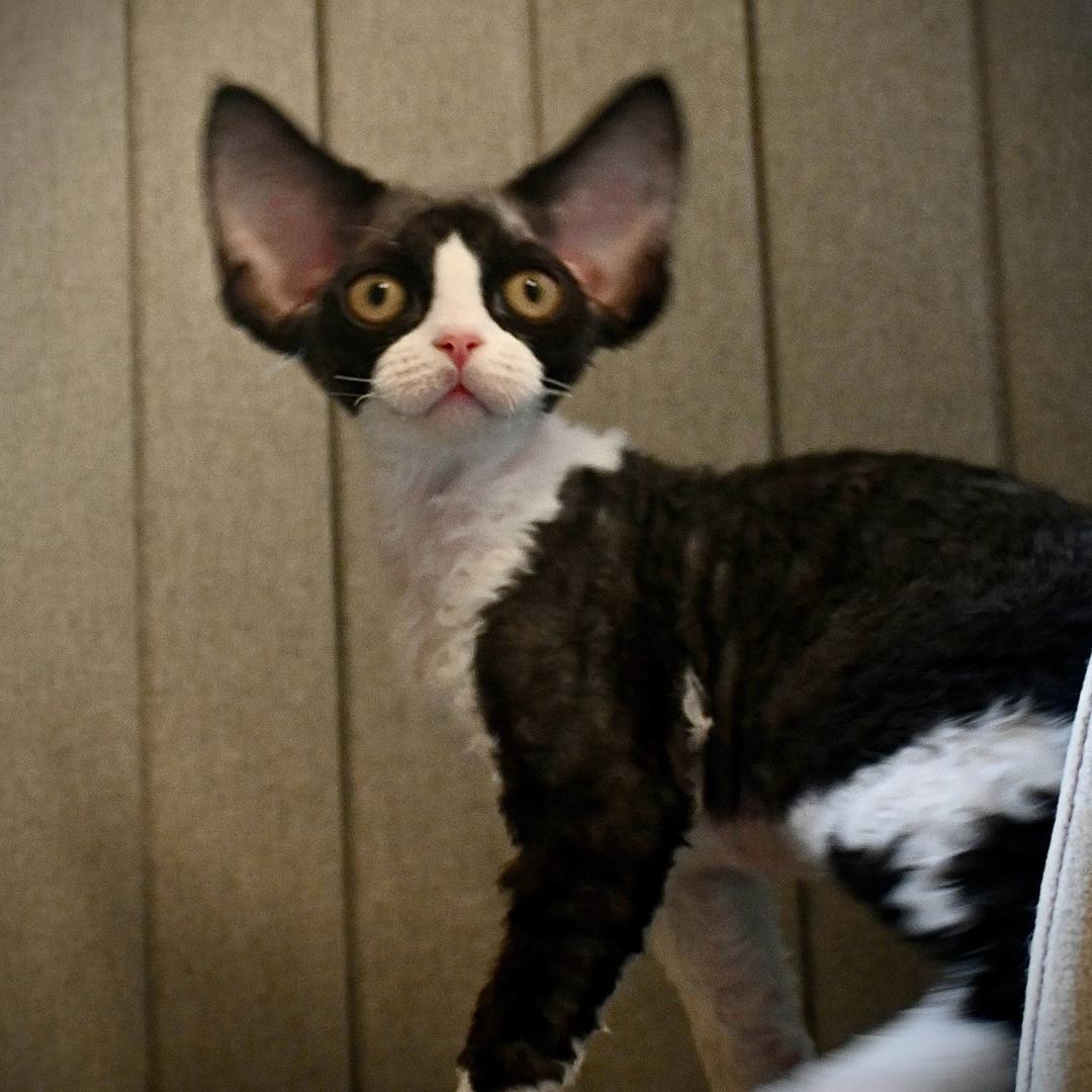 扬州别墅家养德文