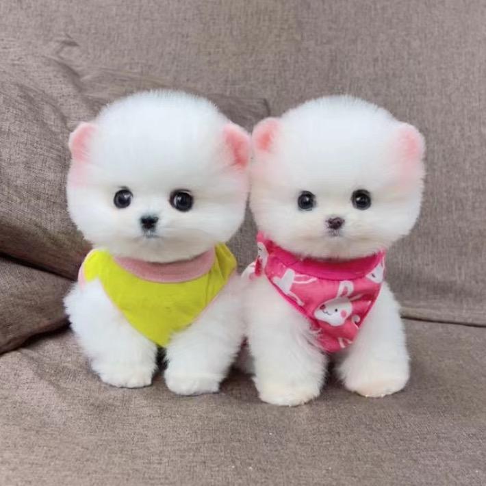 可可家韩系比熊❤️博美
