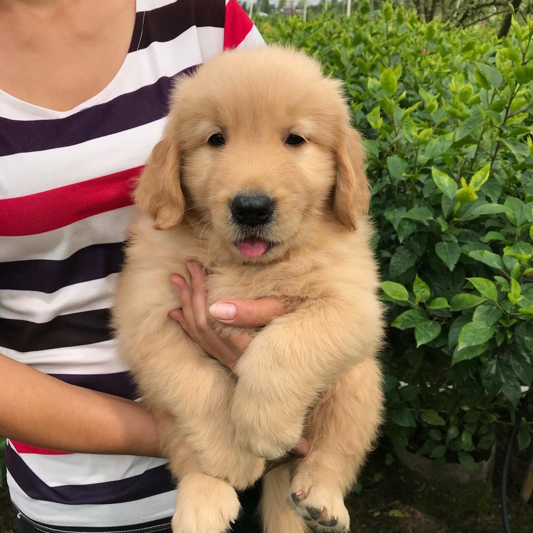 横栏宠物狗繁殖基地2