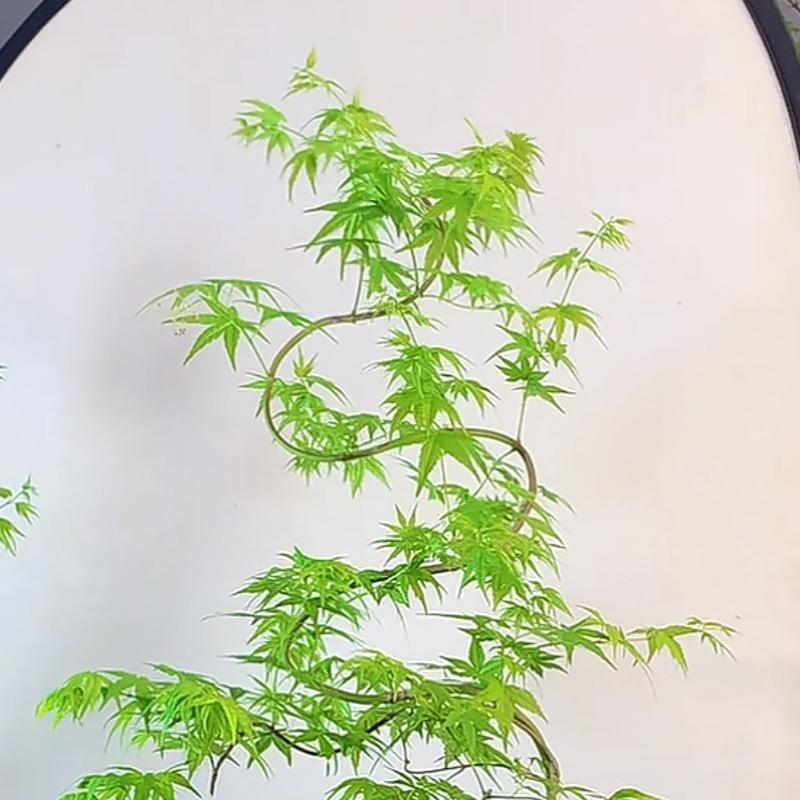 蓝天白云☁️