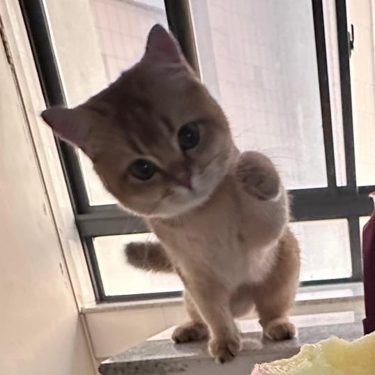 上课偷吃炒酸奶