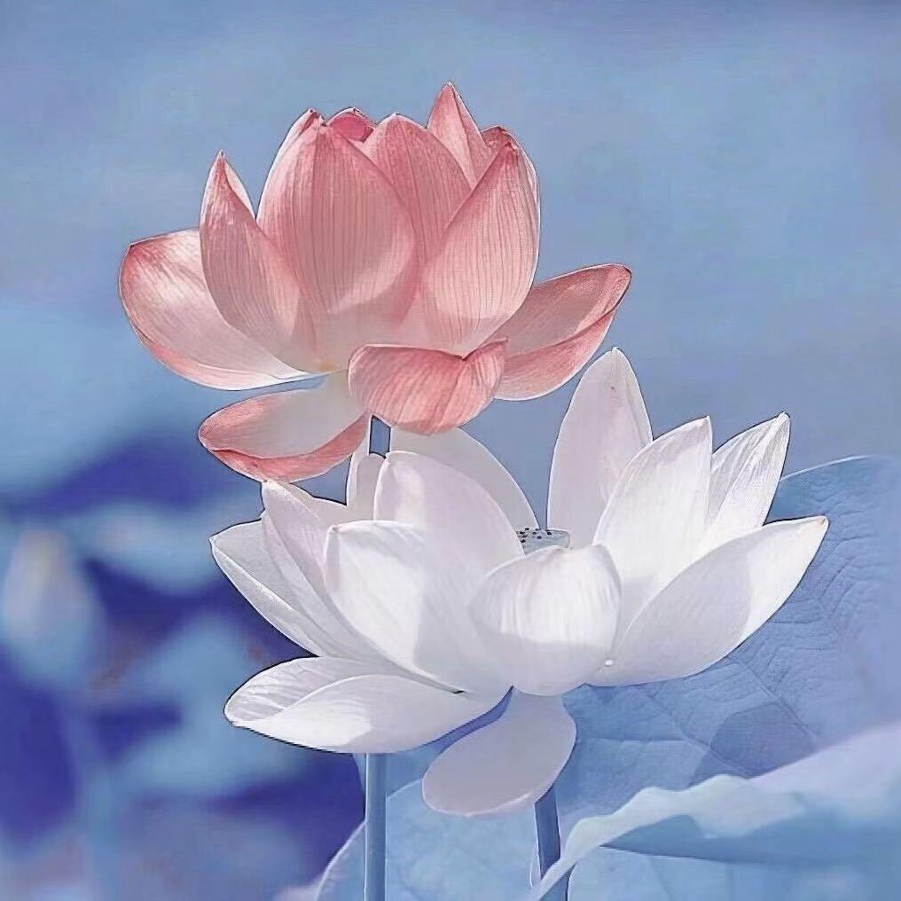 槑槑✨（孕中期）