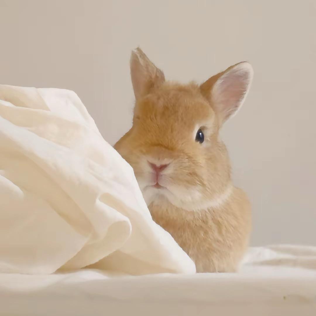 小榔头🐰
