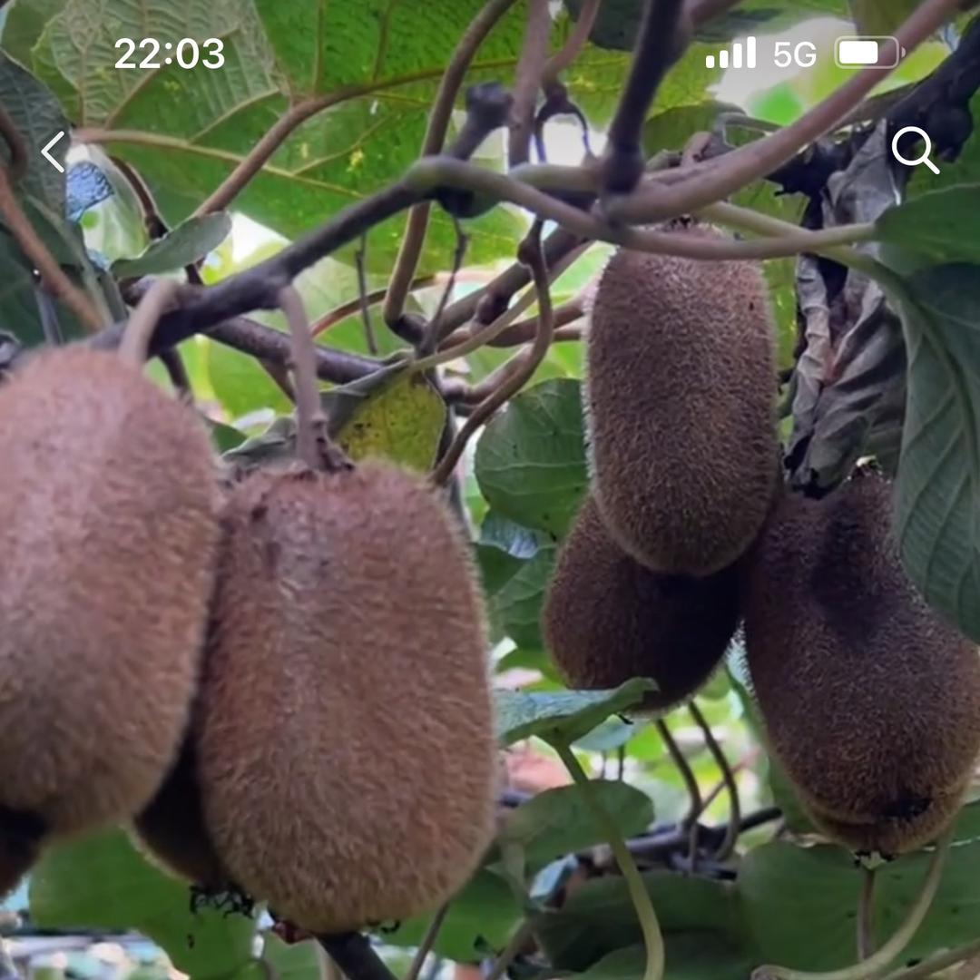 正宗修文猕猴桃