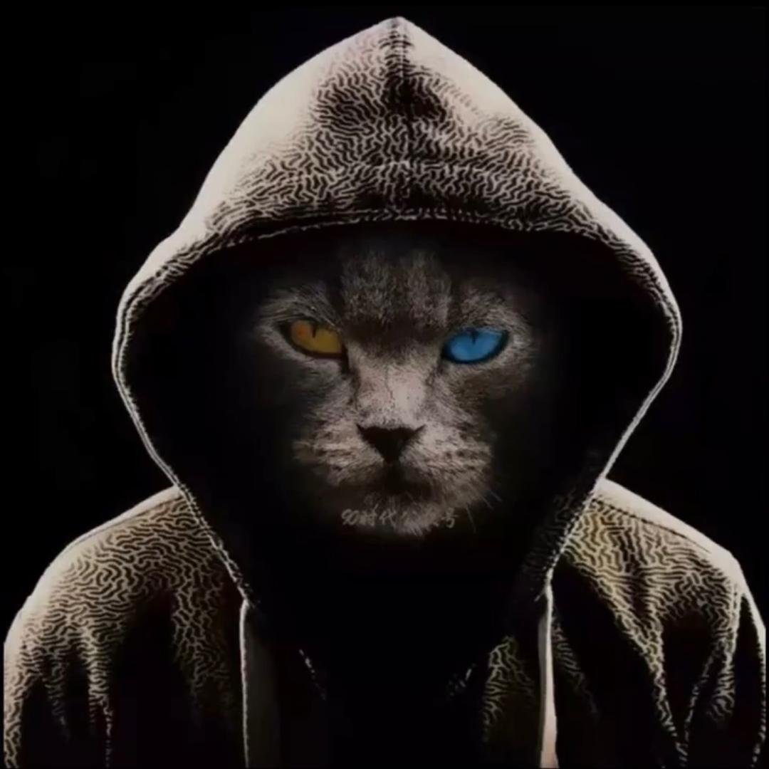 咖啡的猫