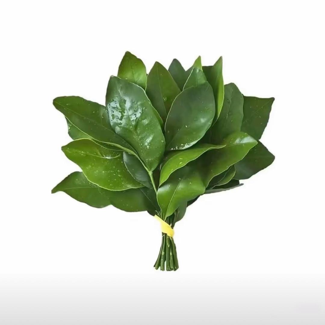 春野🌱