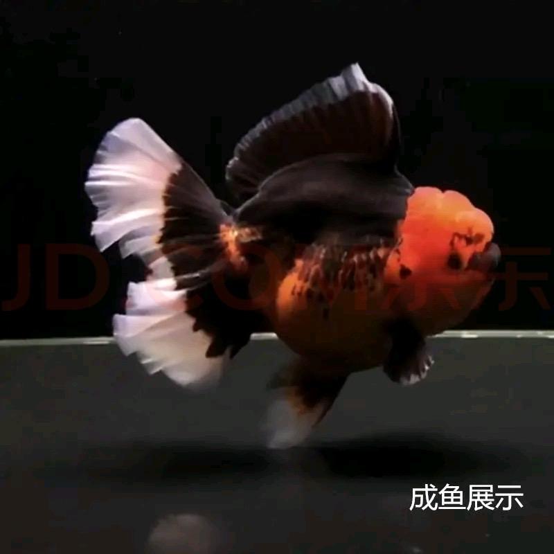 唐唐观赏鱼