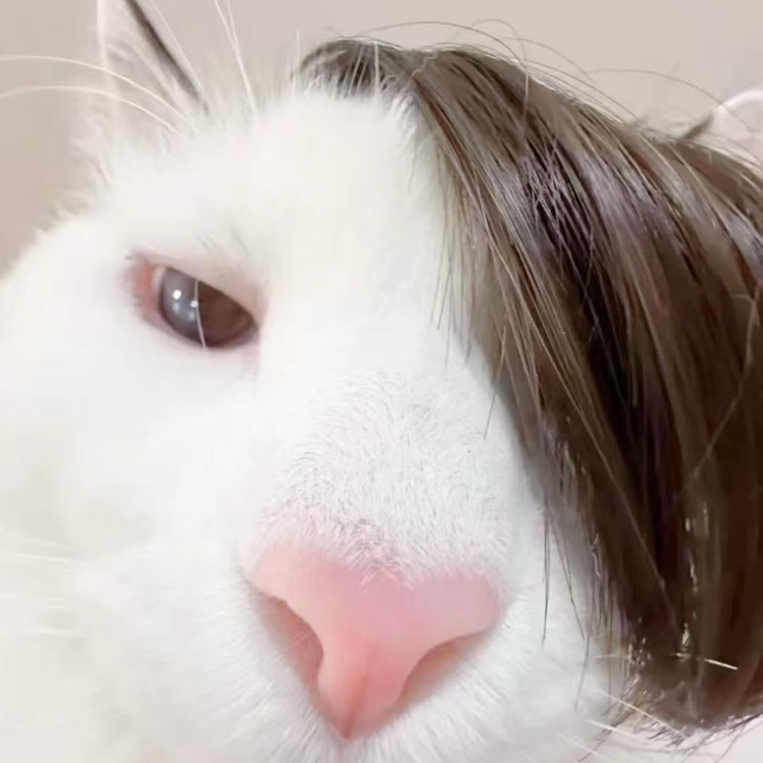 猫 猫