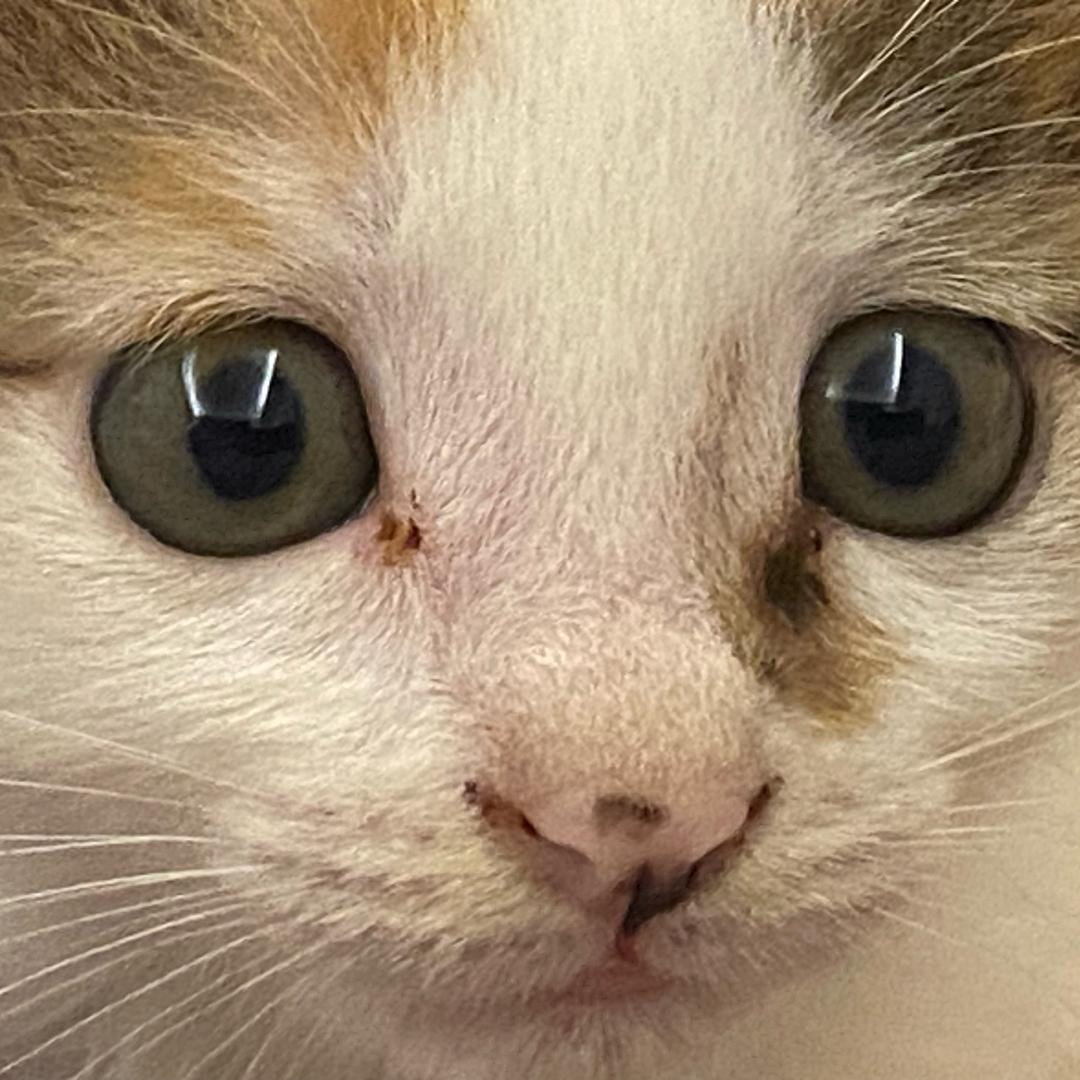 小八（直播打游戏