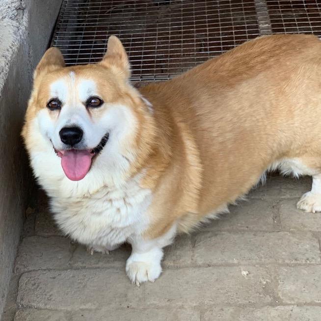 安丘阳光田园柯基犬舍