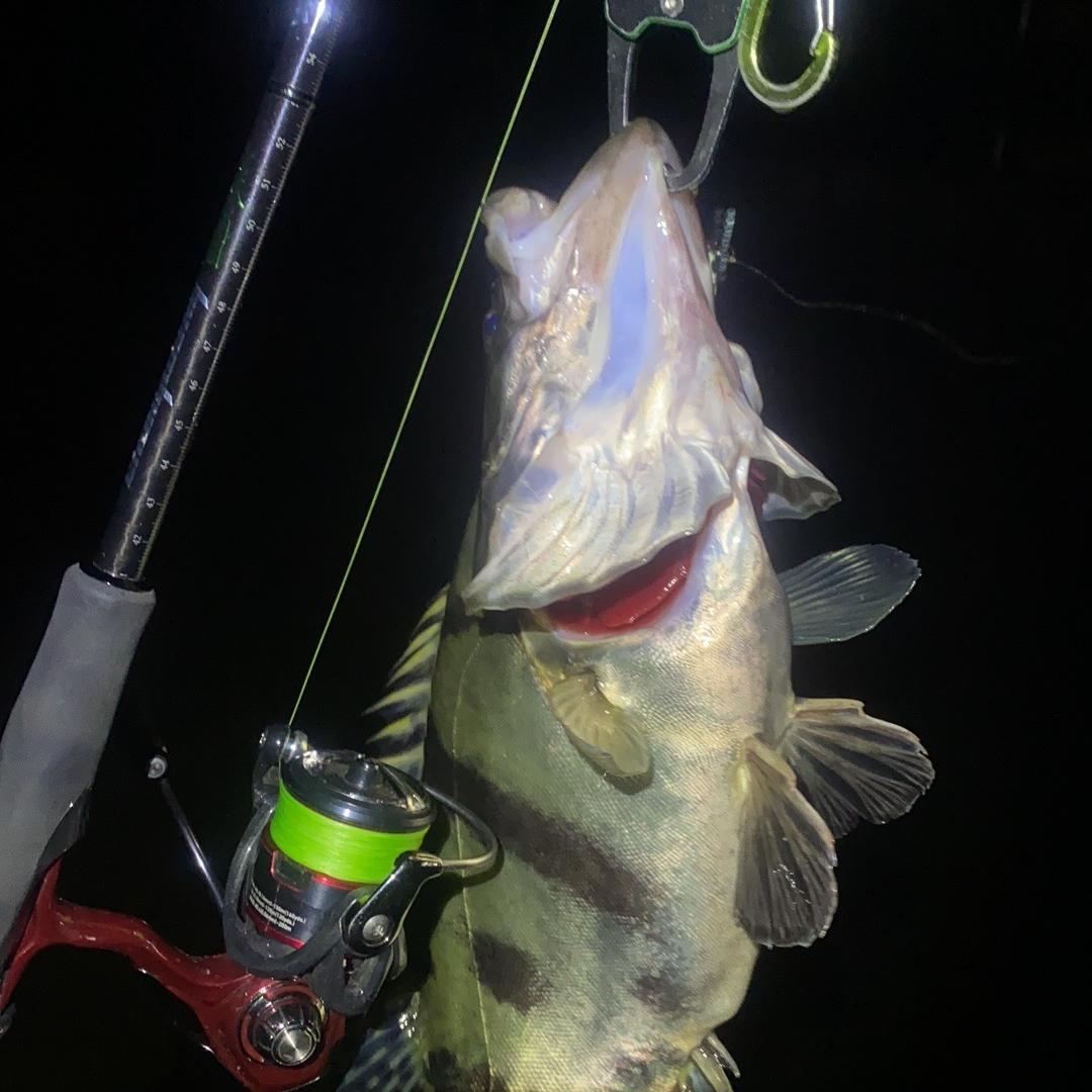 丰渔钓具企业店