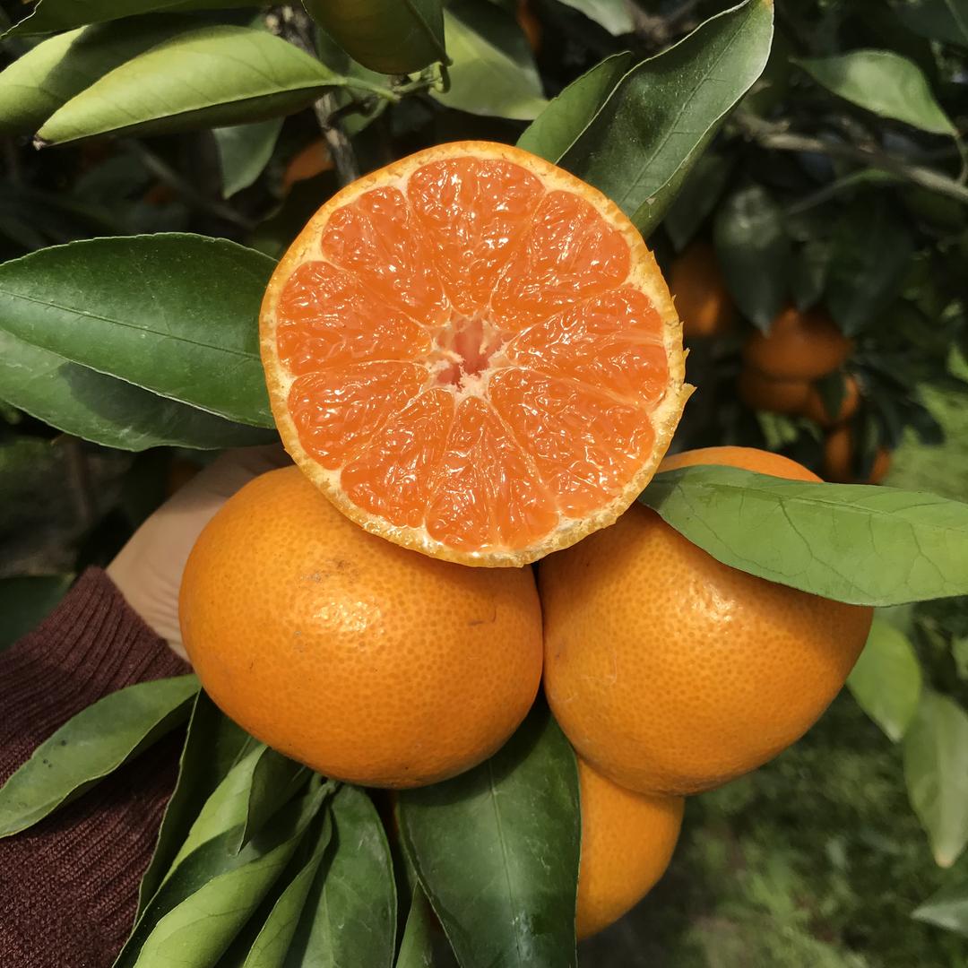 鹿游【涌泉蜜桔】