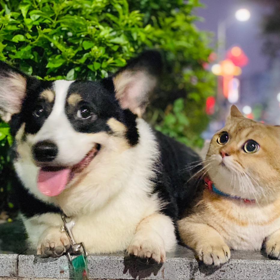 胖球十七